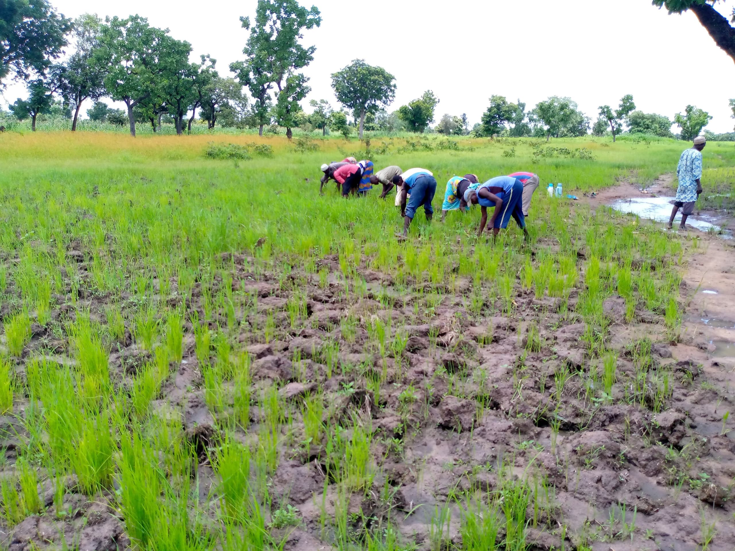 Semer l'Espoir, Récolter la Dignité